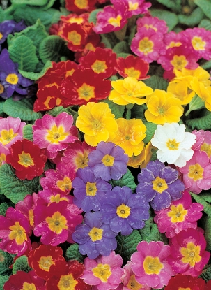 Picture of Polyanthus - Crown Exhibition Strain